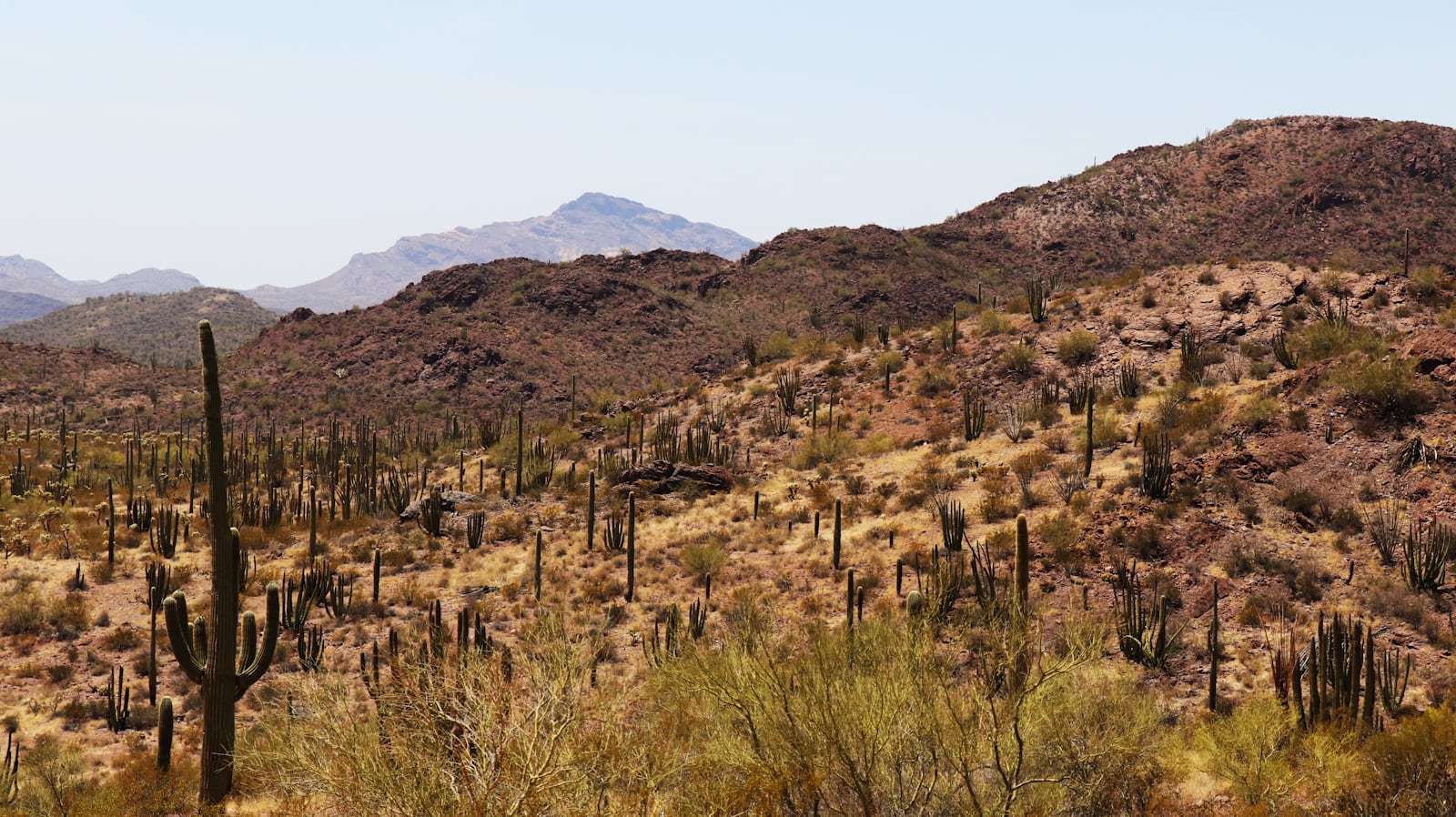 Arizona desert landscape